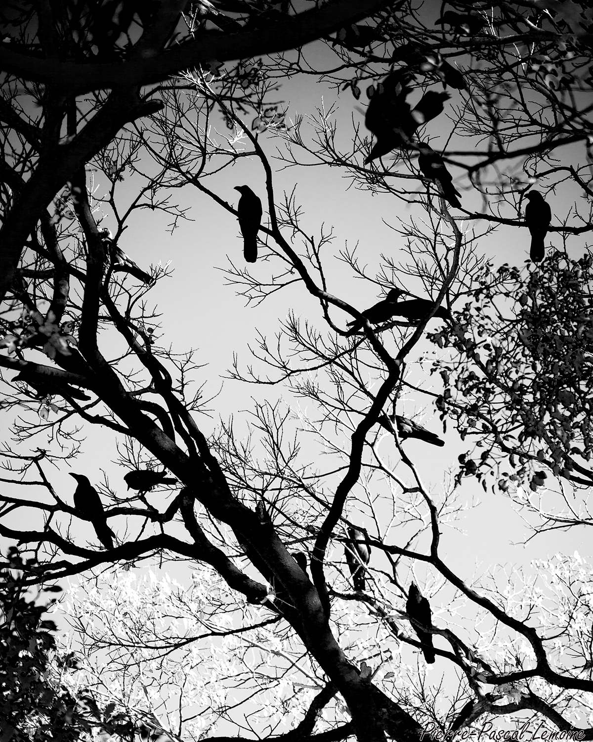 Tokyo raven.jpg